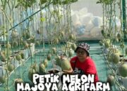 Petik Melon Langsung dari Kebun, Wisata Edukatif Ramah Lingkungan Ini Jadi Daya Tarik Baru di Pati