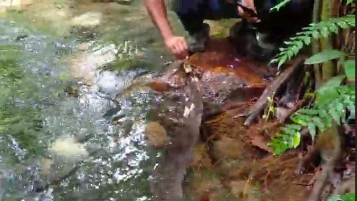 legenda Belut Apu penjaga Danau Laputi