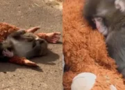 Viral Bayi Monyet Punch di Jepang, Peluk Boneka Orang Utan Jadi Pengganti Kasih Sayang Ibu