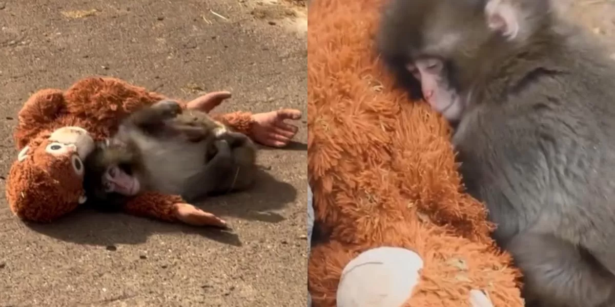 Viral Bayi Monyet Punch di Jepang (Istimewa)