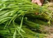 Ahli Gizi Ungkap Fakta di Balik Jarangnya Kangkung di Menu Pasien Rumah Sakit