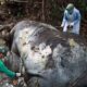 kasus kematian gajah di Riau