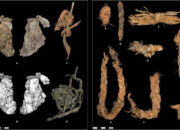 Studi Ungkap Dugaan Pakaian Jahit Tertua Dunia, Ditemukan di Gua Oregon
