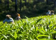 4 Wisata Kebun Teh di Jawa Tengah yang Cocok Dikunjungi Saat Lebaran 2026