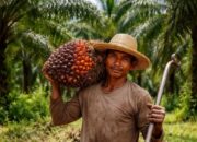 Harga TBS Sawit di Riau Naik 4,39 Persen, Sentuh Rp 3.886 per Kilogram