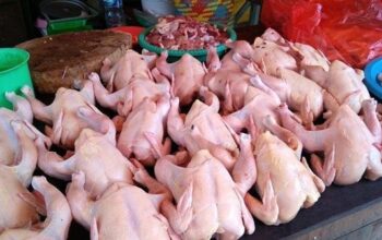 Waspada! 5 Bagian Ayam Murah Ini Disebut Berbahaya untuk Kesehatan, Anak dan Lansia Diminta Hindari 3 ayam