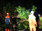 Angin Kencang di Jember Tumbangkan Pohon Besar, Ibu dan Anak Terluka Saat Melintas