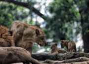 Bandung Zoo Resmi Ditutup Saat Libur Lebaran 2026, Ini Alasan Sebenarnya yang Bikin Wisatawan Kecewa!