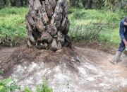 Saat Dunia Bergejolak, Sawit Bisa Jadi Jalan Cepat Menuju Kedaulatan Energi
