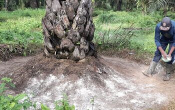 Saat Dunia Bergejolak, Sawit Bisa Jadi Jalan Cepat Menuju Kedaulatan Energi 5 Sawit Jadi Senjata Energi