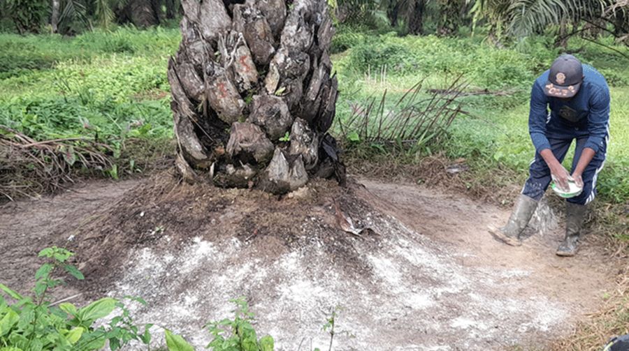 Sawit Jadi Senjata Energi