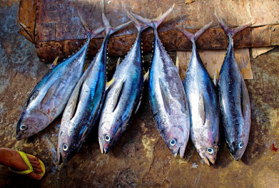 Tips Masak Ikan Tongkol untuk Menu Buka