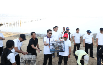 olaborasi hijau tanam mangrove