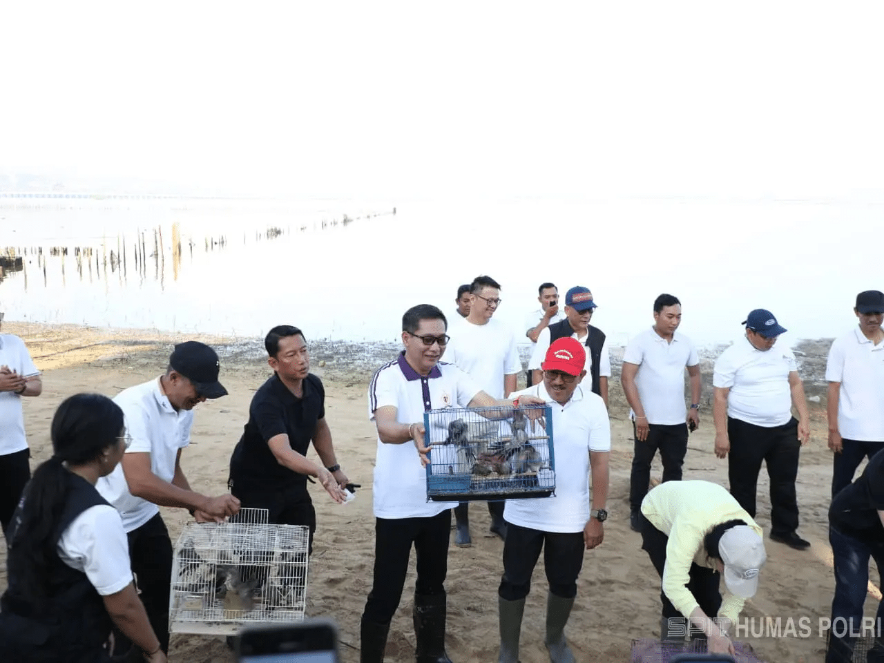 olaborasi hijau tanam mangrove