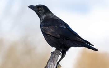 arti mimpi burung gagak