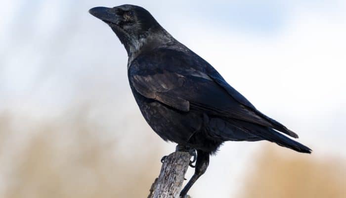 Mimpi Burung Gagak? 13 Arti Tersembunyi yang Bikin Merinding, Nomor 7 Paling Ditunggu, Nomor 12 Wajib Diwaspadai!