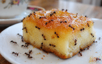 Makanan Manis Tidak Dikerubungi Semut di