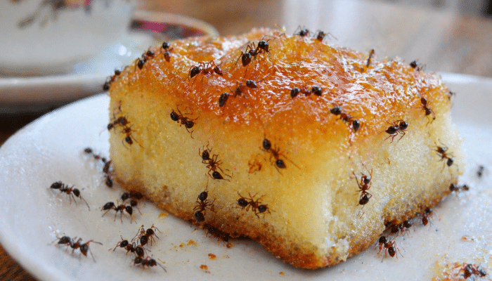 4 Tips Ampuh Agar Makanan Manis Tidak Dikerubungi Semut di Rumah