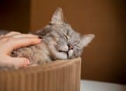 4 Ciri Kepribadian Orang yang Suka Kucing, Apakah Kamu Salah Satunya?