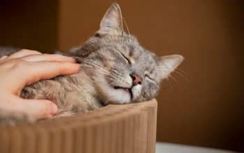 4 Ciri Kepribadian Orang yang Suka Kucing