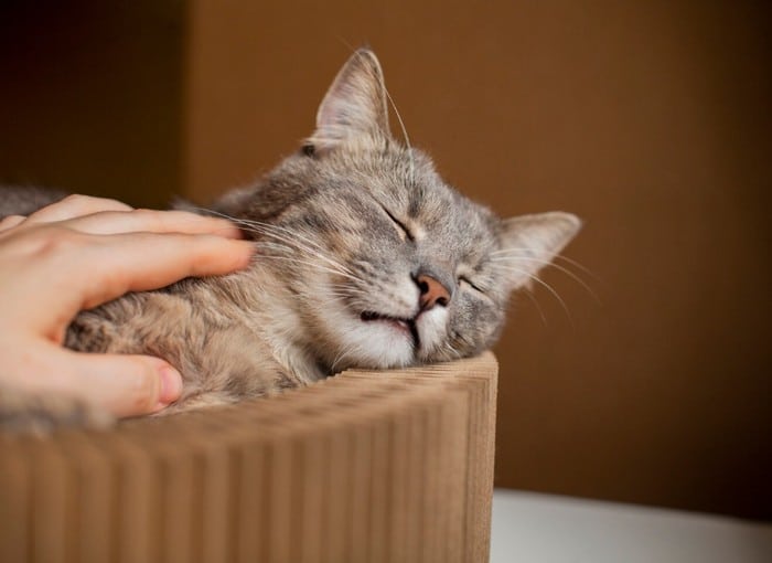 4 Ciri Kepribadian Orang yang Suka Kucing