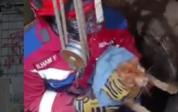 Kucing jatuh ke sumur setelah perkelahian sengit di Bandung