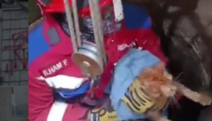Drama Sengit! Kucing Jatuh ke Sumur Usai Perkelahian, Warga Hampir Henti Napas!