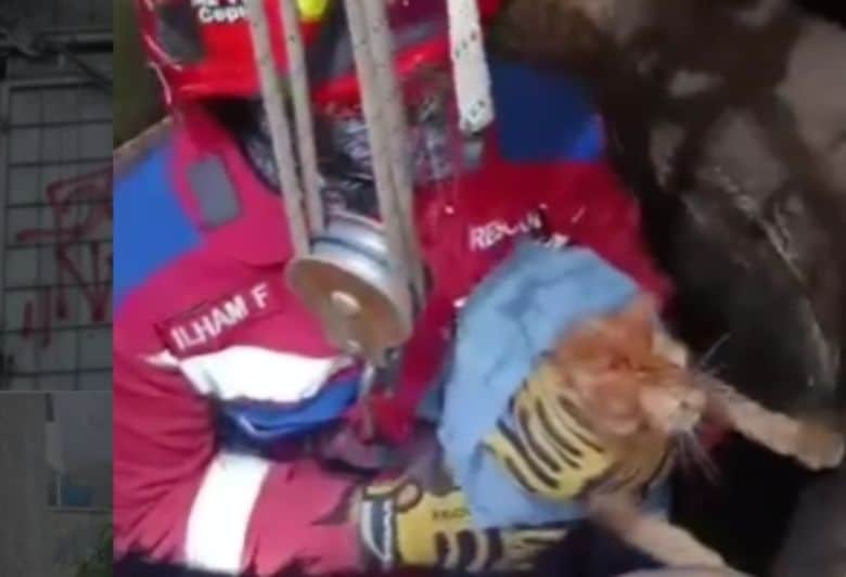 Kucing jatuh ke sumur setelah perkelahian sengit di Bandung