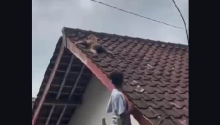 Viral, Bocil Lombok Tengah Merayap di Atap Genteng, Netizen: “Spiderman Asli?”