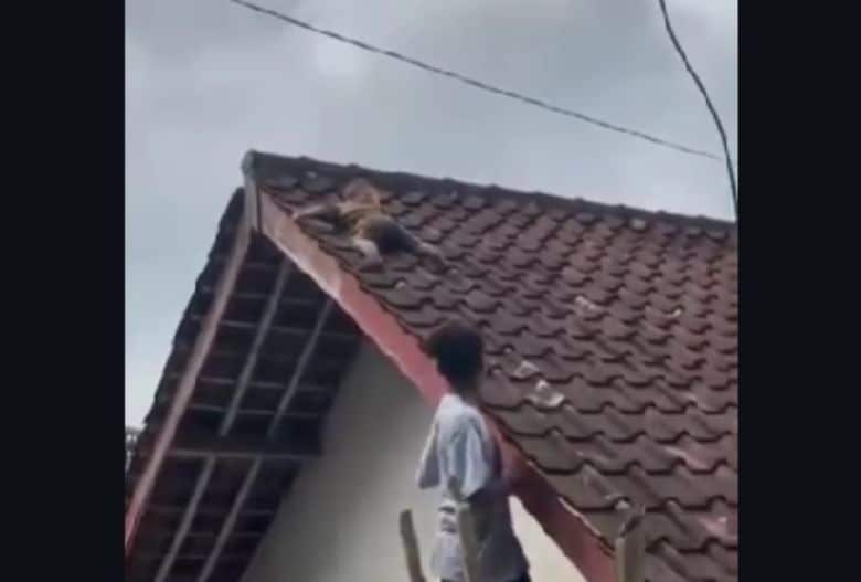 video viral bocil naik atap genteng Lombok Tengah 2026