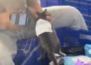 Viral! Paket Berisi Kucing Hidup Buat Kurir Geleng-geleng Kepala, Warganet Beri Berbagai Tanggapan