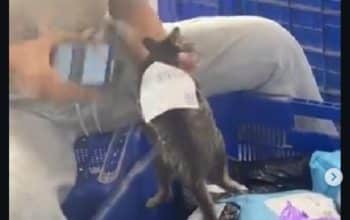 paket berisi kucing hidup