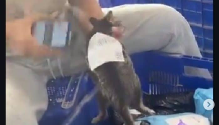 Viral! Paket Berisi Kucing Hidup Buat Kurir Geleng-geleng Kepala, Warganet Beri Berbagai Tanggapan