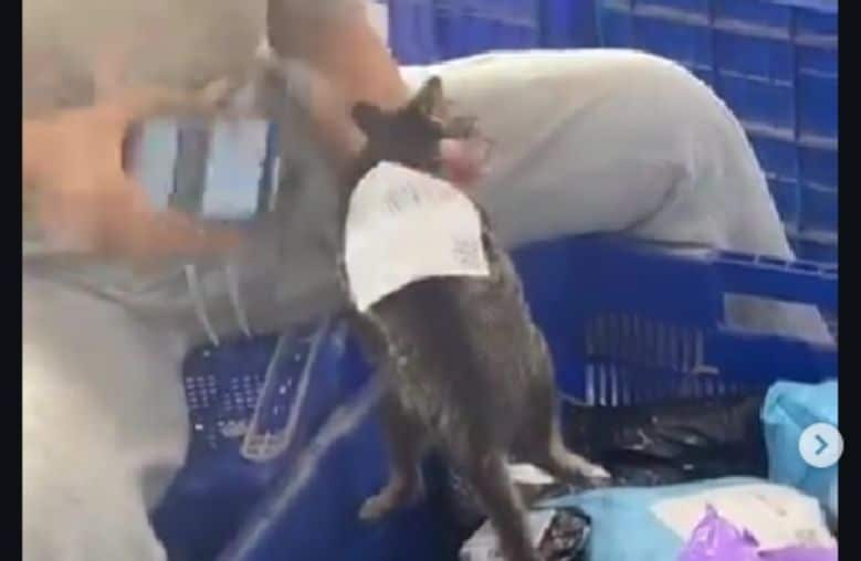 paket berisi kucing hidup