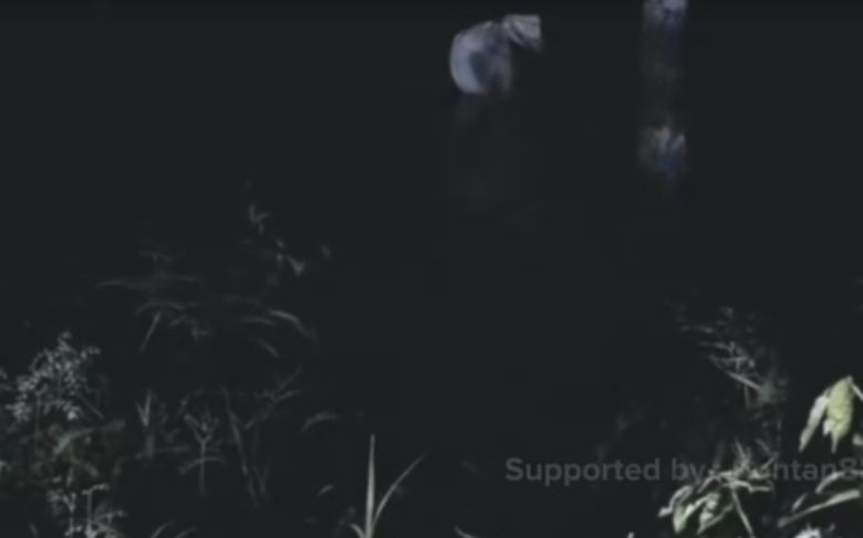 rekaman misterius Alas Purwo Banyuwangi