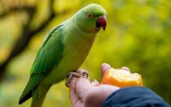 tafsir mimpi memberi makan burung