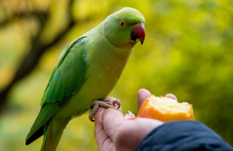 tafsir mimpi memberi makan burung