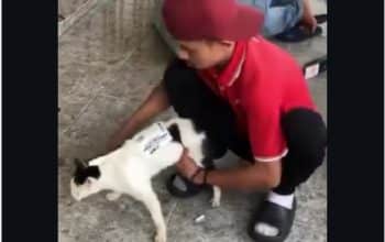 kurir jnt tendang kucing