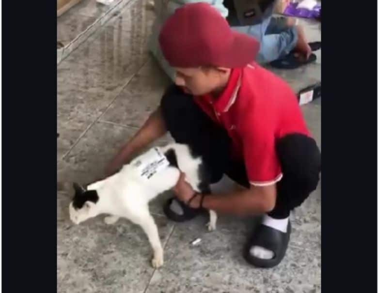 kurir jnt tendang kucing