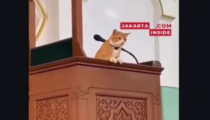 Ustad Kucing Viral! Ceramah di Atas Mimbar, Jamaah Ketawa: “Solat… Solat… SOLAAAAAT!”