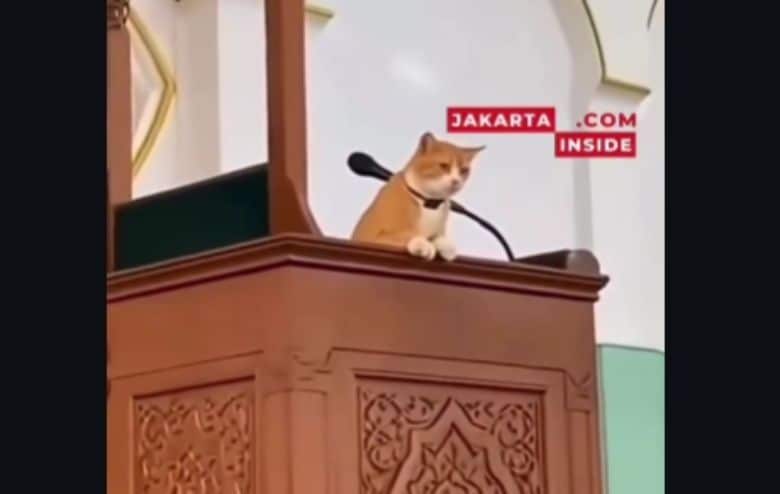 Kucing ceramah viral