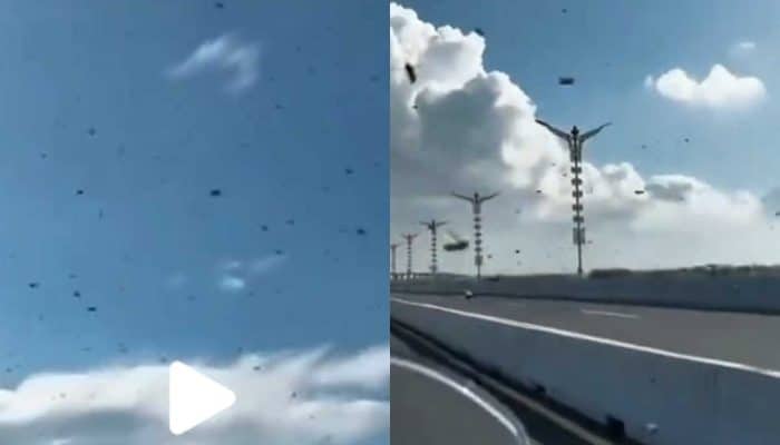 Detik-detik Lebah Melintasi Tol Bali Mandara Tuai Sorotan Publik