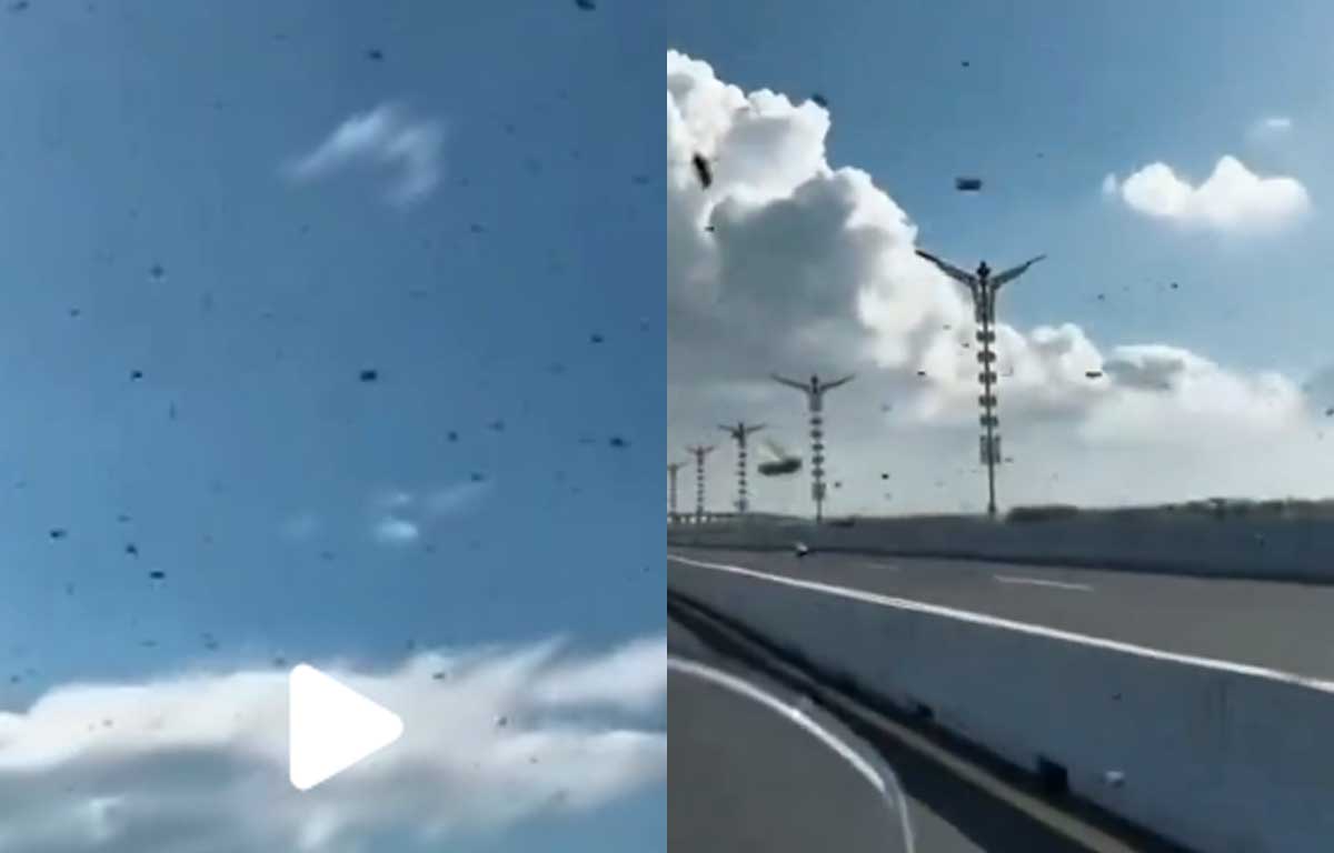 Fenomena lebah melintasi Tol Bali Mandara