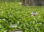 Sembunyi di Eceng Gondok Berjam-jam, Terduga Jambret di Karawang Akhirnya Tertangkap