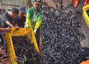 Fakta Mengejutkan Ikan Sapu-Sapu: Mengandung Logam Berat Tapi Bisa Dikendalikan Tanpa Cemari Tanah