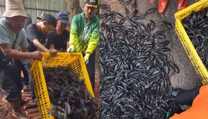 Geger! Pemkot Jaktim Mulai Awasi Ketat Konsumsi Ikan Sapu-Sapu, Ada Apa?