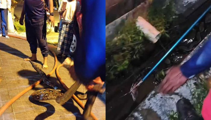 Ular Besar Masuk Permukiman Tajur, Damkar Bogor Butuh Hampir 3 Jam untuk Evakuasi