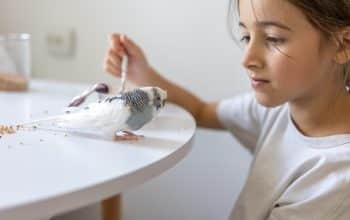 Arti mimpi burung putih