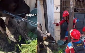 sapi ngamuk
