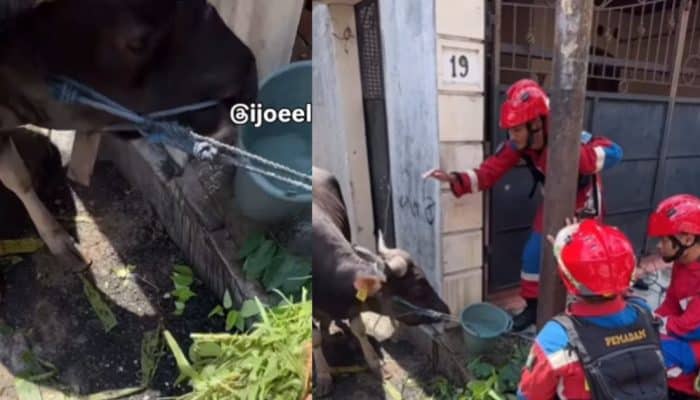 Sapi Ngamuk di Cikini Jakpus Bikin Warga Panik, Damkar Turun Tangan